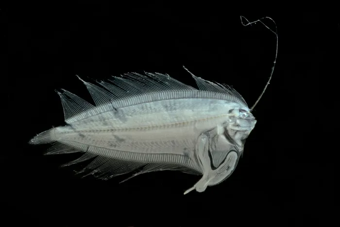 Framed Print : Larval Flatfish collected in trawl Framed Print : Larval Flatfish collected in trawl