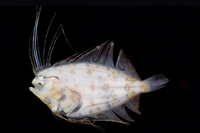 Framed Print : Larval Flatfish collected in trawl Framed Print : Larval Flatfish collected in trawl