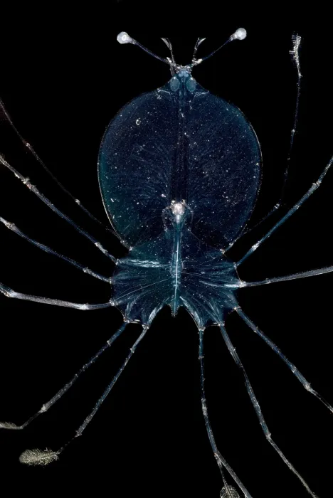 Framed Print : Larval Lobster