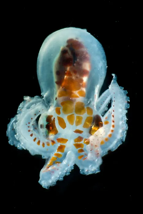 Framed Print : Larval Octopod, trawled from Florida Straits Framed Print : Larval Octopod, trawled from Florida Straits