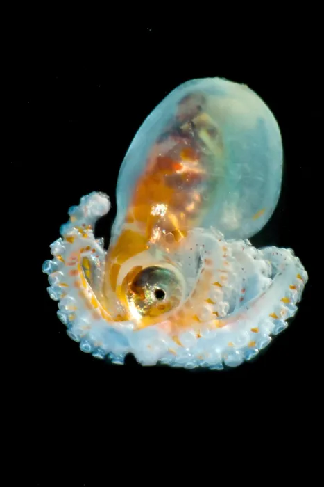 Framed Print : Larval Octopod, trawled from Florida Straits Framed Print : Larval Octopod, trawled from Florida Straits