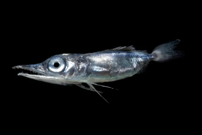 Framed Print : Larval Pomfret