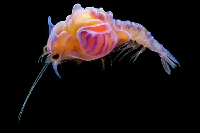 Framed Print : Larval prawn, Cerataspis monstruosus Framed Print : Larval prawn, Cerataspis monstruosus