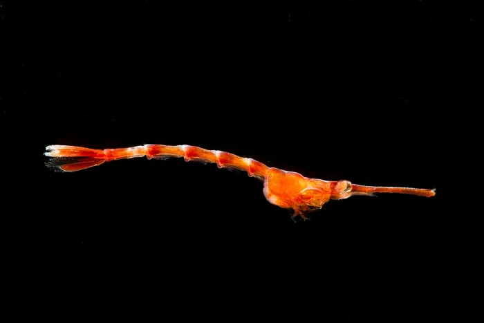 Framed Print : Larval Shrimp Framed Print : Larval Shrimp