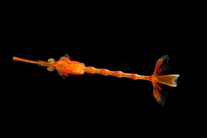 Framed Print : Larval Shrimp Framed Print : Larval Shrimp