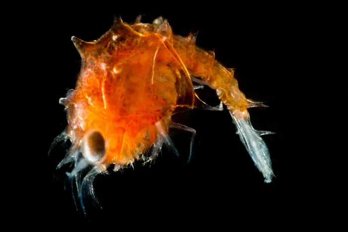 Framed Print : Larval Shrimp, mysis stage Framed Print : Larval Shrimp, mysis stage