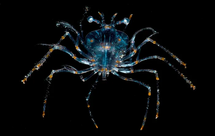 Framed Print : Larval stage of Lobster