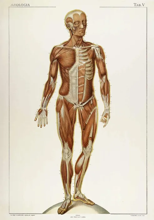 Framed Print : Laskowski, 'Anatomie du Corps Humain', 1894 Framed Print : Laskowski, 'Anatomie du Corps Humain', 1894