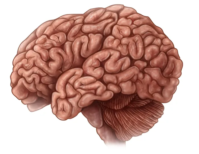 Framed Print : Lateral View of the Brain Framed Print : Lateral View of the Brain