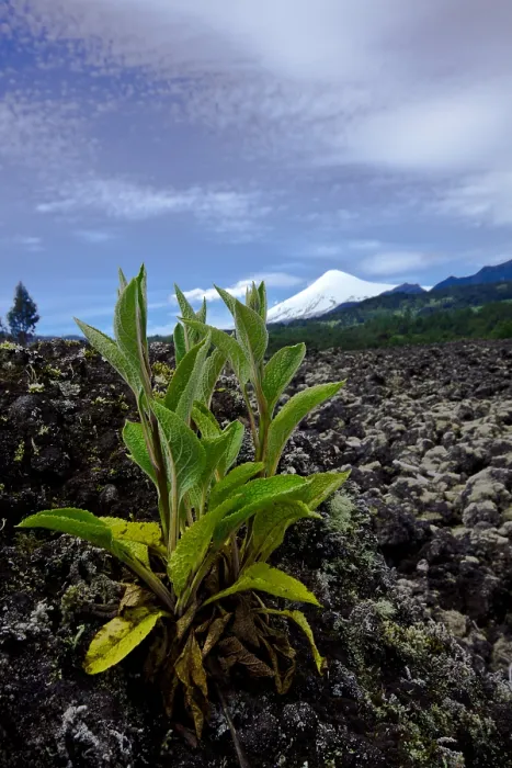 Framed Print : Lava and Villa Rica Volcano