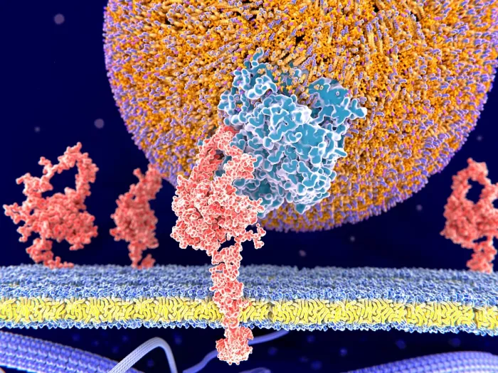 Framed Print : LDL particle binding to the LDL-receptor Framed Print : LDL particle binding to the LDL-receptor