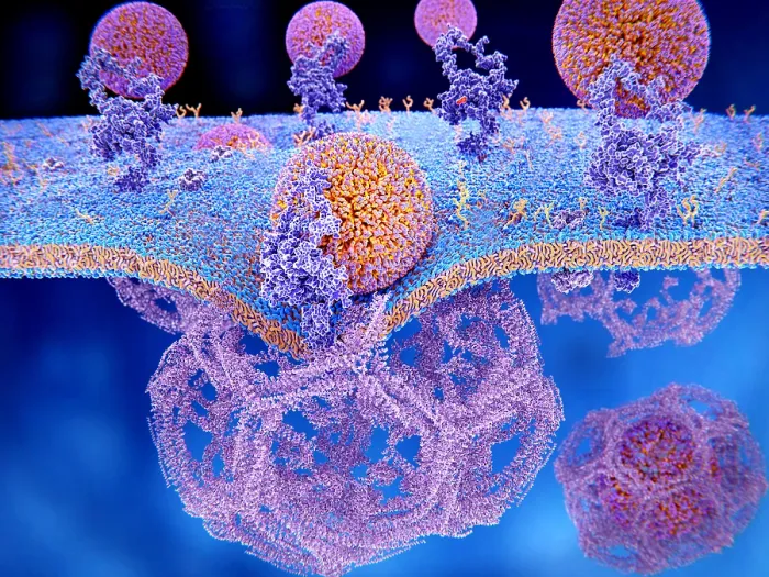 Framed Print : LDL particles binding to LDL receptors on the cell membrane
