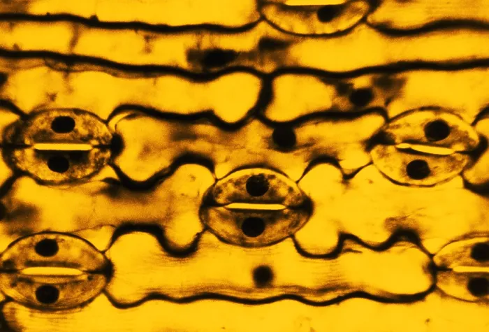 Framed Print : Leaf Epidermis, light micrograph Framed Print : Leaf Epidermis, light micrograph