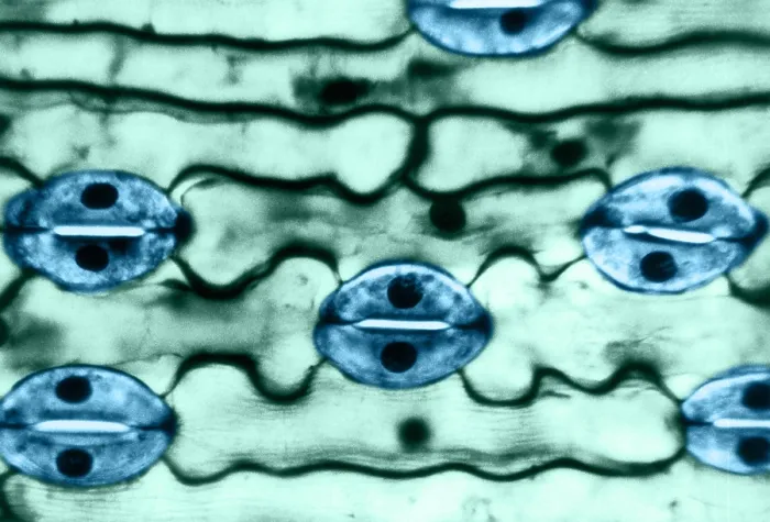 Framed Print : Leaf Epidermis, light micrograph Framed Print : Leaf Epidermis, light micrograph