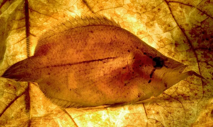 Framed Print : Leaf Fish. The Leaf Fish, Monocirrhus polyacanthus Framed Print : Leaf Fish. The Leaf Fish, Monocirrhus polyacanthus