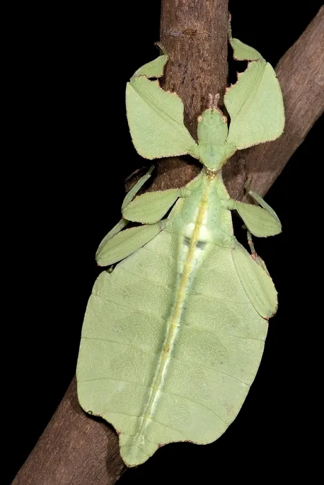 Framed Print : Leaf Insect Framed Print : Leaf Insect