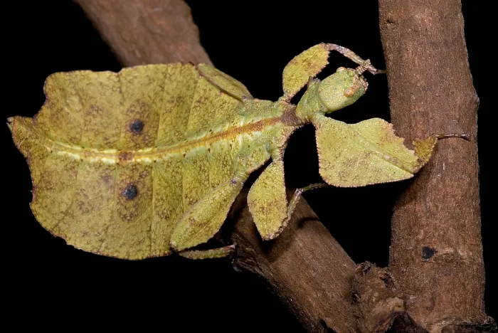 Framed Print : Leaf Insect Framed Print : Leaf Insect