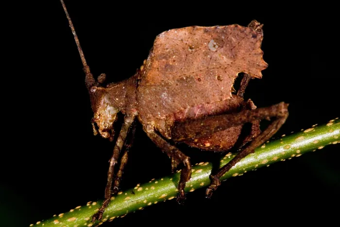 Framed Print : Leaf Katydid Framed Print : Leaf Katydid