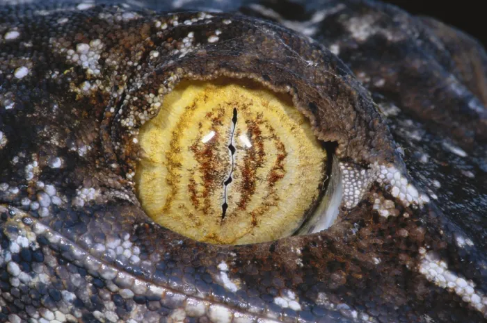 Framed Print : Leaf-tailed Gecko Eye