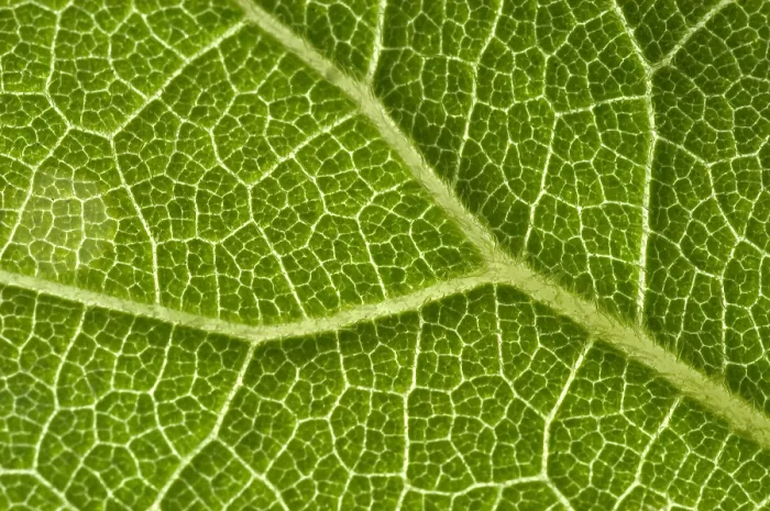 Framed Print : Leaf Venation Framed Print : Leaf Venation