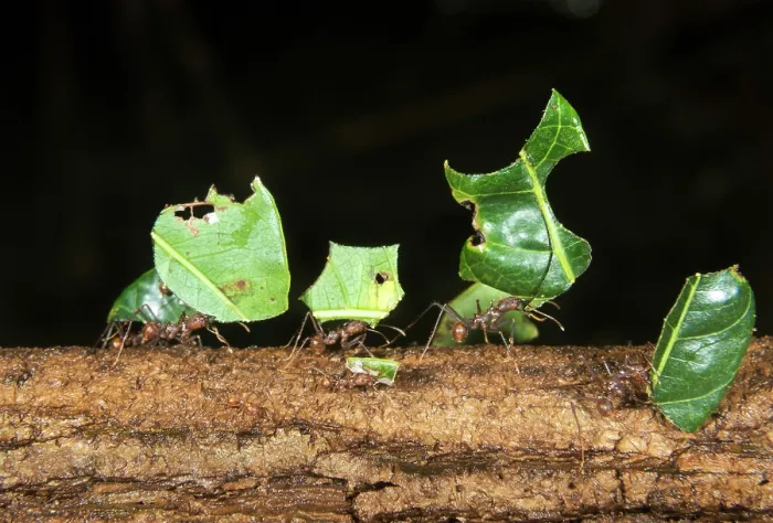 Framed Print : Leafcutter Ants Framed Print : Leafcutter Ants