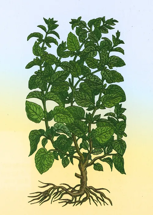Framed Print : Lemon Balm Framed Print : Lemon Balm