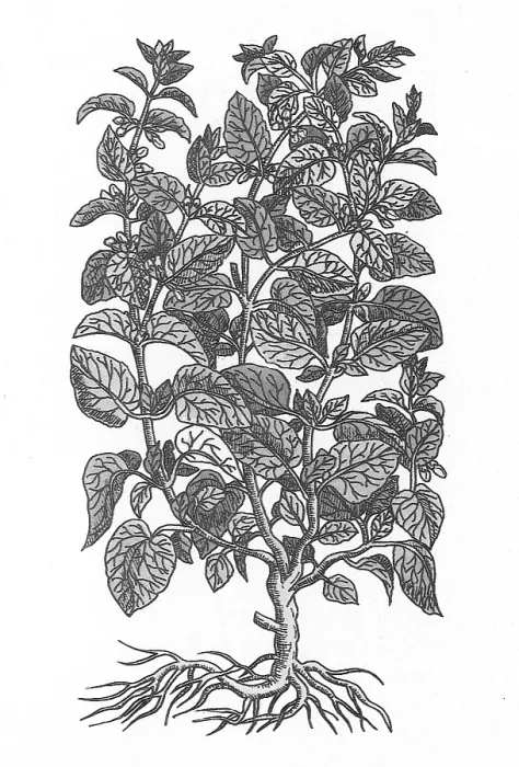 Framed Print : Lemon Balm Framed Print : Lemon Balm