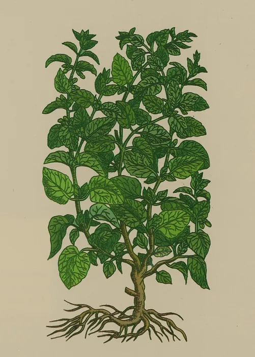 Framed Print : Lemon Balm Framed Print : Lemon Balm
