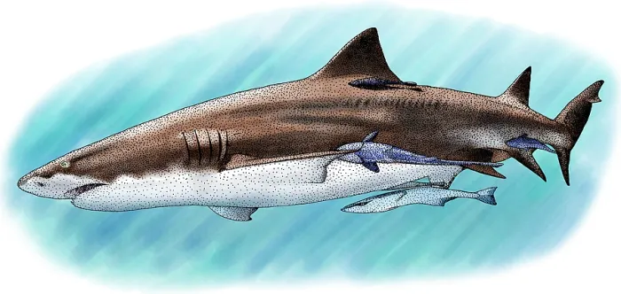 Framed Print : Lemon Shark Framed Print : Lemon Shark
