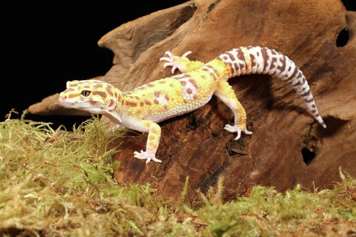 Framed Print : Leopard Geck (Eublepharis macularius) 2 Framed Print : Leopard Geck (Eublepharis macularius) 2