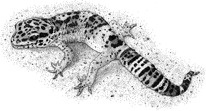 Framed Print : Leopard Gecko Framed Print : Leopard Gecko