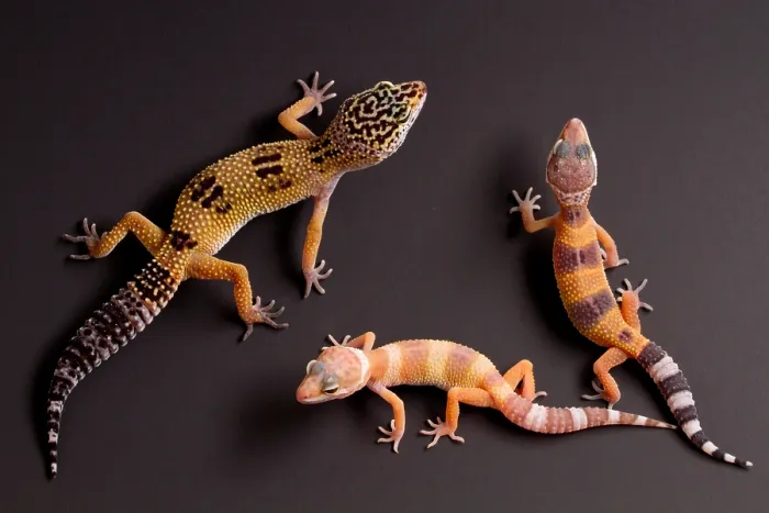Framed Print : Leopard Gecko (E. macularius) collection