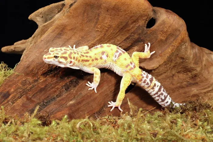Framed Print : Leopard gecko (Eublepharis macularius) 3 Framed Print : Leopard gecko (Eublepharis macularius) 3