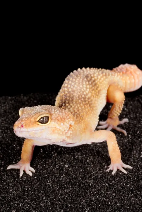 Framed Print : Leopard Gecko (Eublepharis macularius)