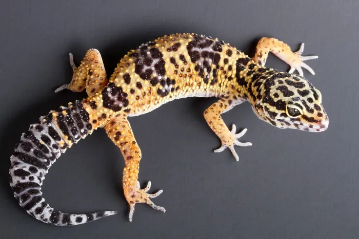 Framed Print : Leopard Gecko (Eublepharis macularius) Framed Print : Leopard Gecko (Eublepharis macularius)