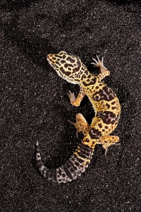 Framed Print : Leopard Gecko (Eublepharis macularius) Framed Print : Leopard Gecko (Eublepharis macularius)