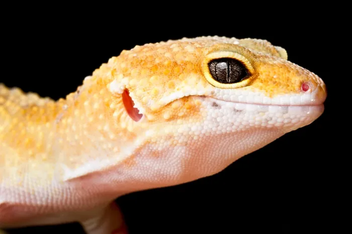 Framed Print : Leopard Gecko (Eublepharis macularius) Framed Print : Leopard Gecko (Eublepharis macularius)