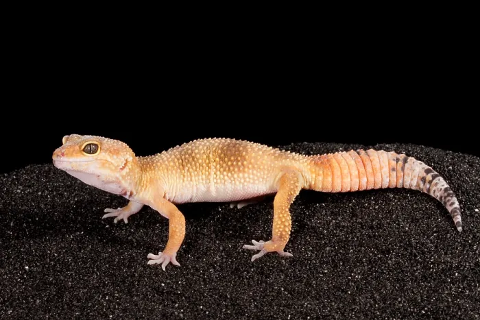 Framed Print : Leopard Gecko (Eublepharis macularius) Framed Print : Leopard Gecko (Eublepharis macularius)