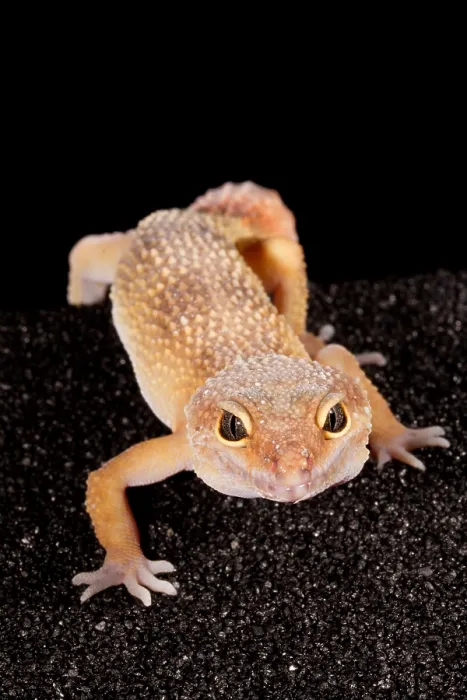 Framed Print : Leopard Gecko (Eublepharis macularius) Framed Print : Leopard Gecko (Eublepharis macularius)