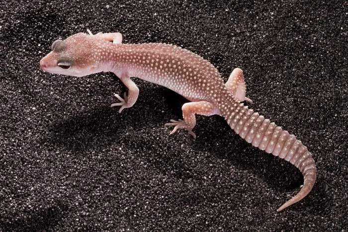 Framed Print : Leopard Gecko (Eublepharis macularius) Framed Print : Leopard Gecko (Eublepharis macularius)
