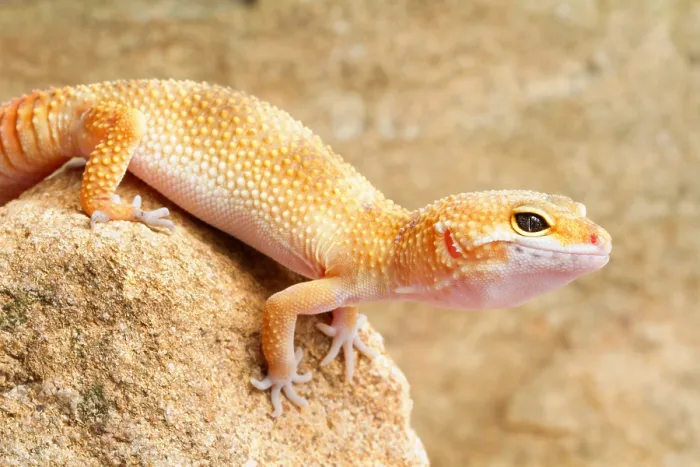 Framed Print : Leopard Gecko (Eublepharis macularius) Framed Print : Leopard Gecko (Eublepharis macularius)