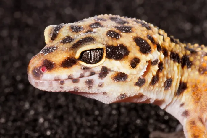 Framed Print : Leopard Gecko (Eublepharis macularius) Framed Print : Leopard Gecko (Eublepharis macularius)