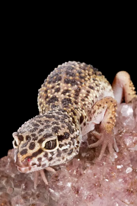 Framed Print : Leopard Gecko (Eublepharis macularius) on quartz Framed Print : Leopard Gecko (Eublepharis macularius) on quartz