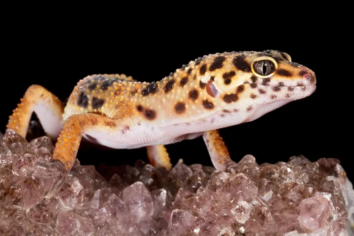 Framed Print : Leopard Gecko (Eublepharis macularius) on quartz Framed Print : Leopard Gecko (Eublepharis macularius) on quartz