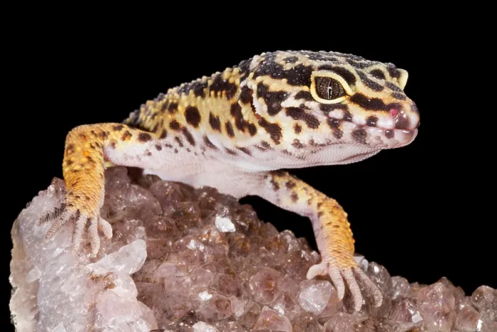 Framed Print : Leopard Gecko (Eublepharis macularius) on quartz Framed Print : Leopard Gecko (Eublepharis macularius) on quartz