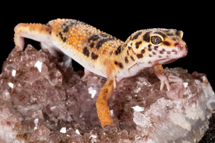 Framed Print : Leopard Gecko (Eublepharis macularius) on quartz Framed Print : Leopard Gecko (Eublepharis macularius) on quartz