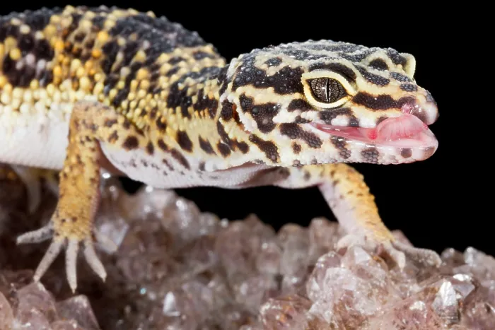 Framed Print : Leopard Gecko (Eublepharis macularius) on quartz Framed Print : Leopard Gecko (Eublepharis macularius) on quartz