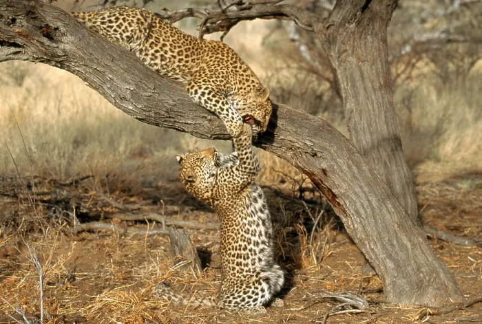 Framed Print : Leopard (Panthera pardus)