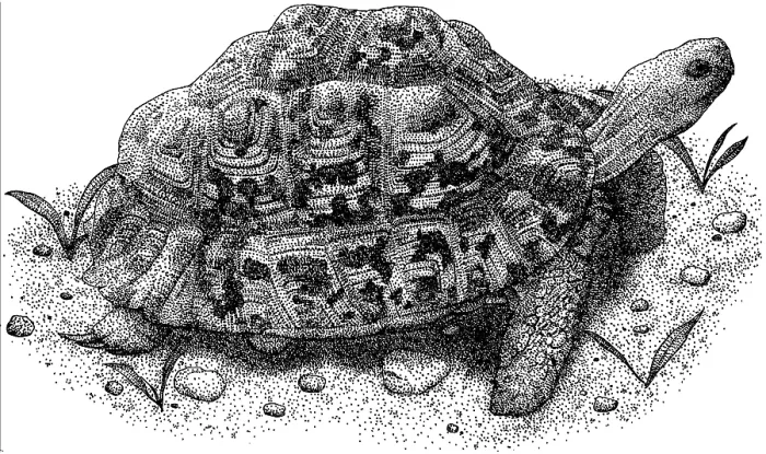Framed Print : Leopard Tortoise Framed Print : Leopard Tortoise