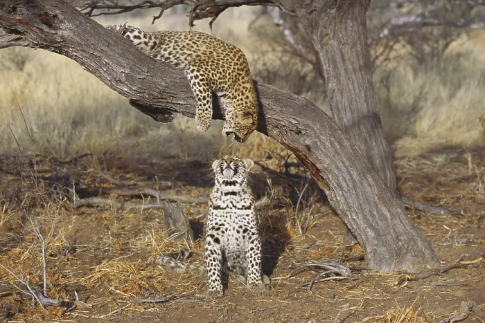 Framed Print : Two leopards Framed Print : Two leopards